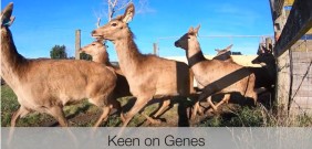 keen on genes videos