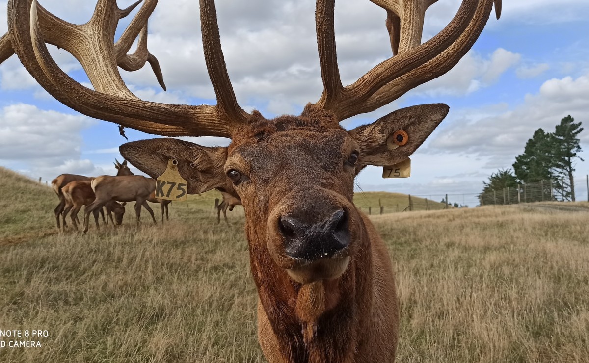 Deer in hard antler - Deer NZ