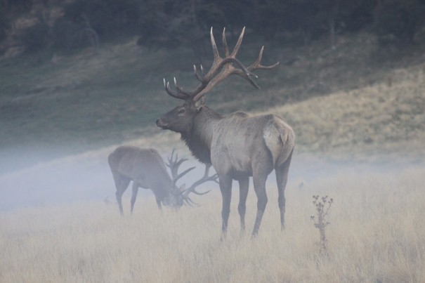 Joel Galloway - Elk in red country
