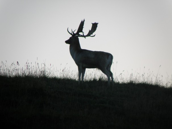 Barry Gibb - Fallow Deer
