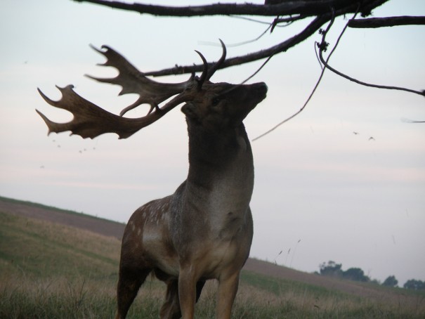 Barry Gibb - Fallow Deer