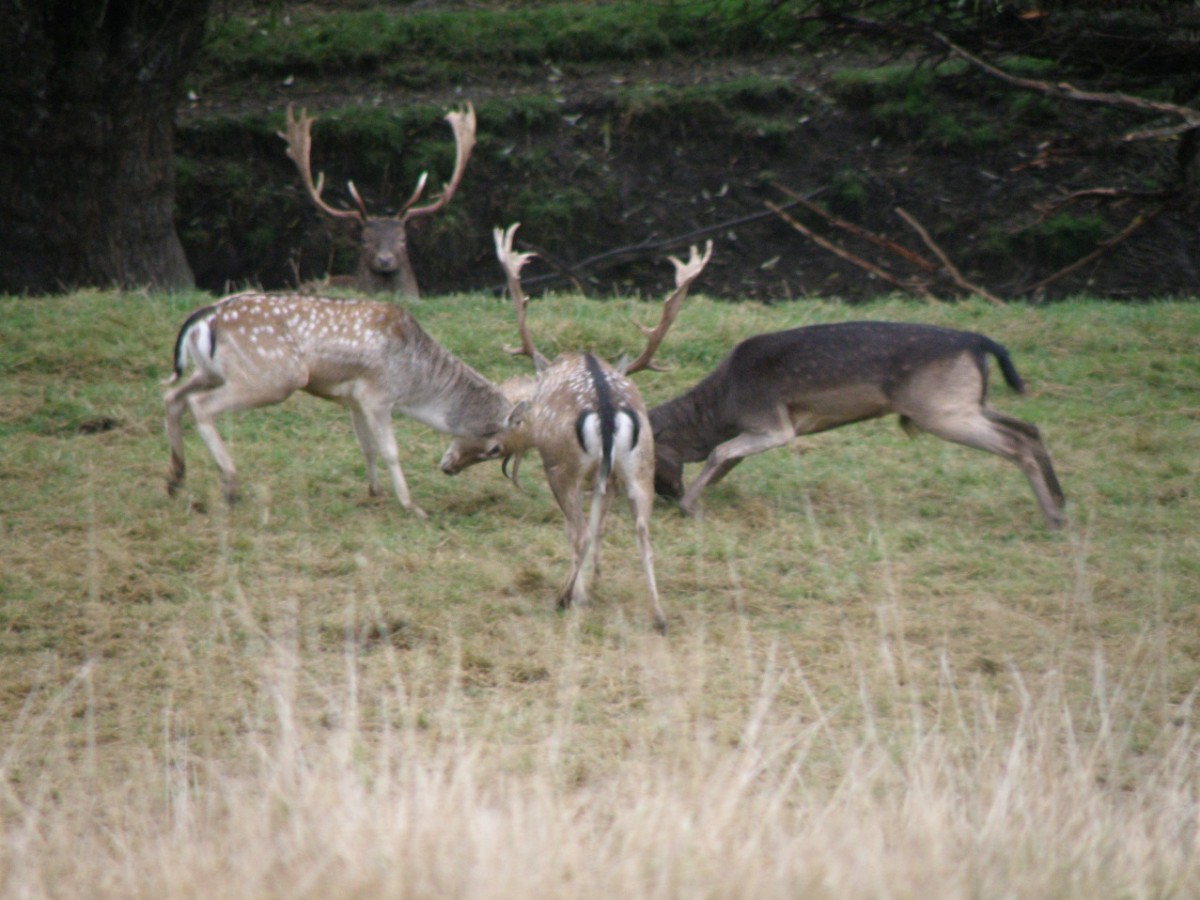 Deer in hard antler - Deer NZ