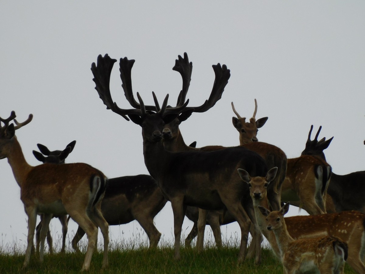 Deer in hard antler - Deer NZ