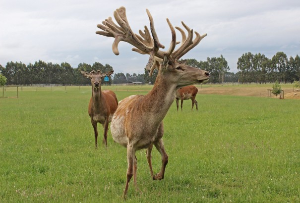 Deer