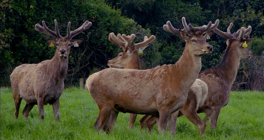 VelvetStags