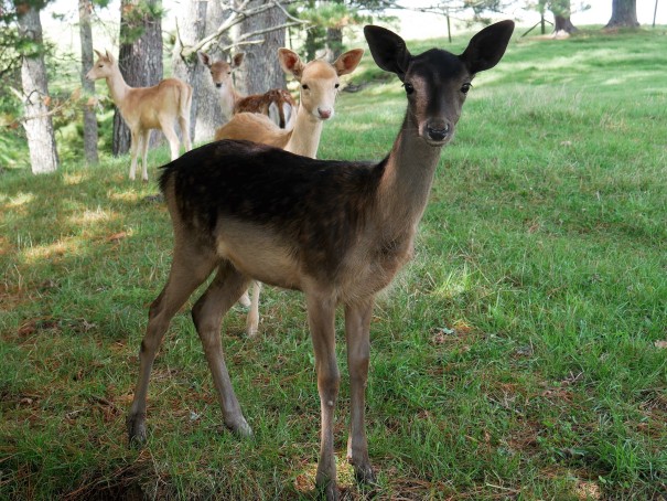 Gail Simons - Fawns galore