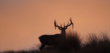 Tony Pidgeon Sunset bull