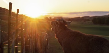 Leeza Marie Pratt - Sunset roar