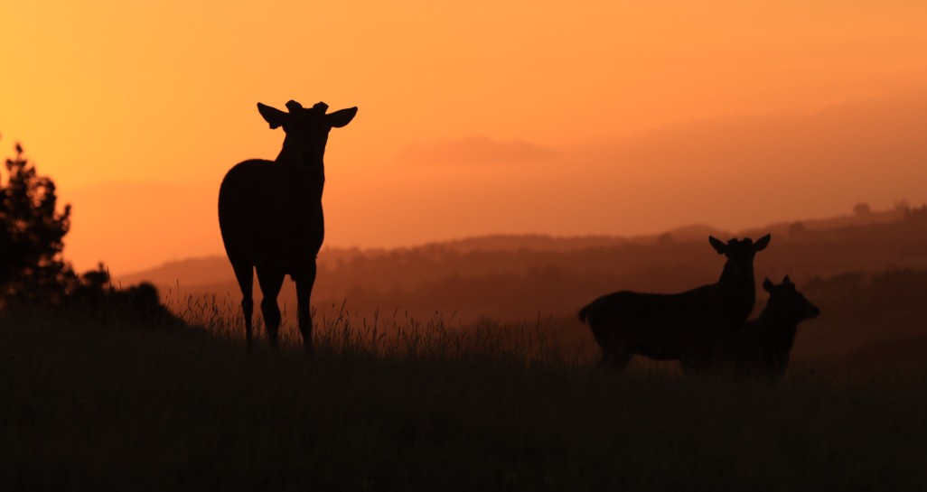 Tony Roberts Red sky pose