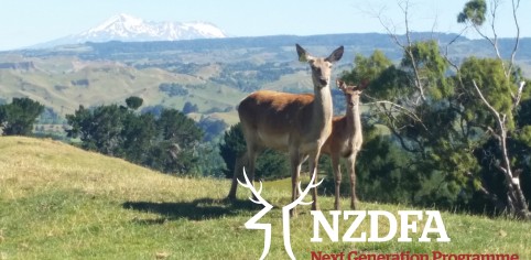 Melissa Stone ruapehu red hind with her fawn Next Gen logo on right