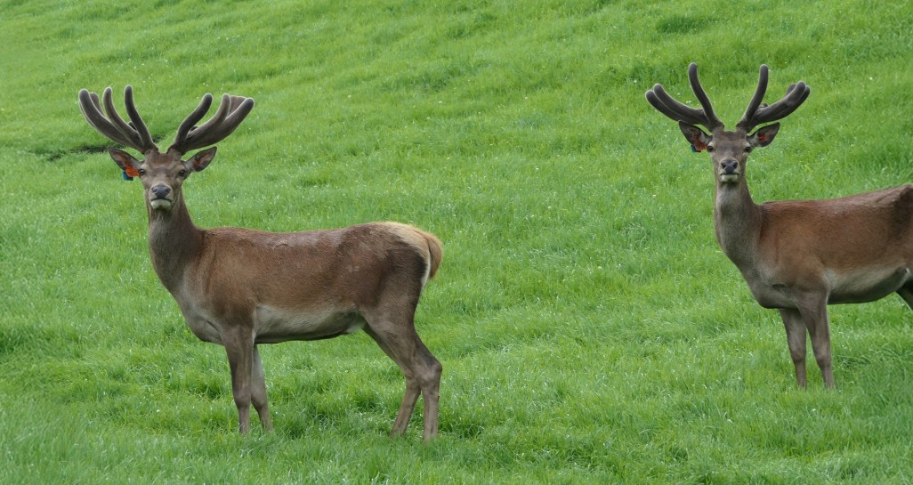 Grant Charteris Double trouble edit