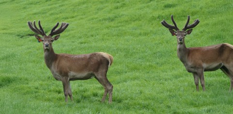 Grant Charteris Double trouble edit