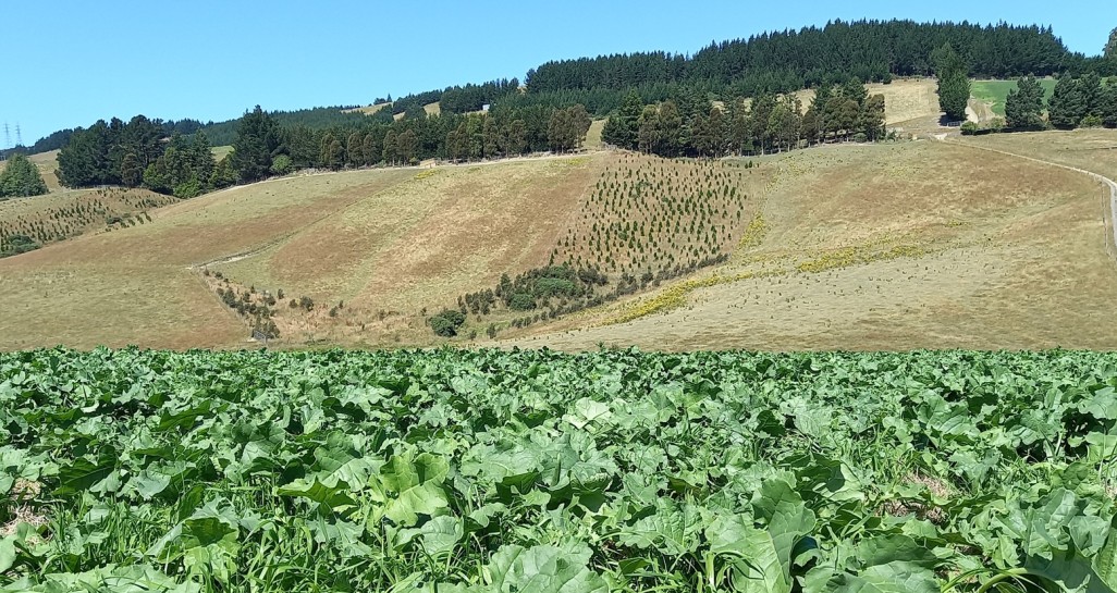 Raphno early establishment success in dry summer