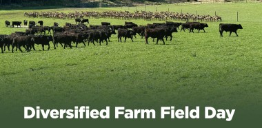 multi species diversified farm field day