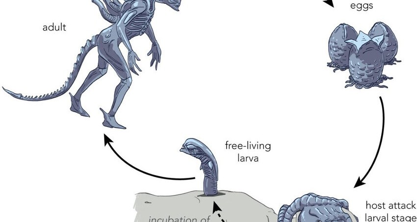 Xenomorph life cycle