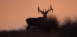 Elk Waipti Tony Pidgeon Sunset Bull